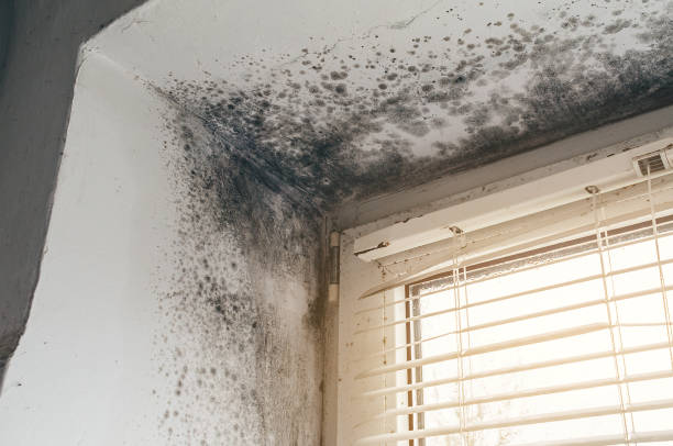 Affordable Basement Mold Removal solutions in Washington, GA