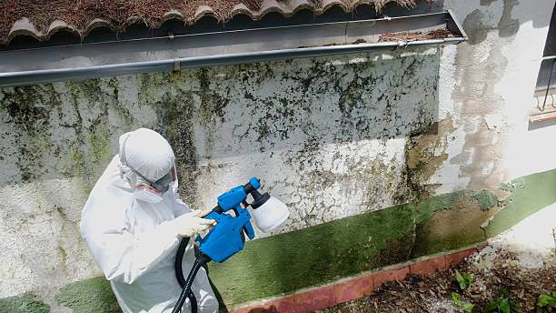 Top rated local Basement Mold Removal specialists in Washington, GA